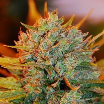 Gigabud (G13 Labs) feminiserede