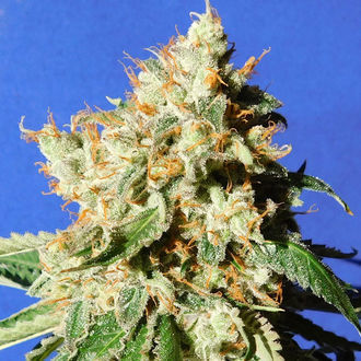 Blueberry Cookies Auto (Original Sensible) Feminiserede
