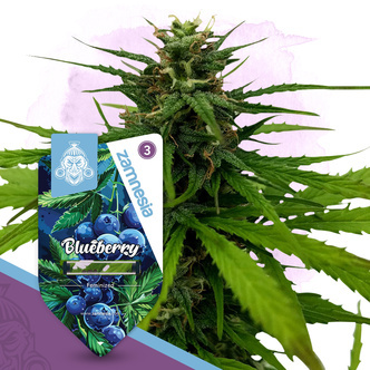 Blueberry (Zamnesia Seeds) feminiserede