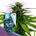 Blueberry (Zamnesia Seeds) Feminiserede