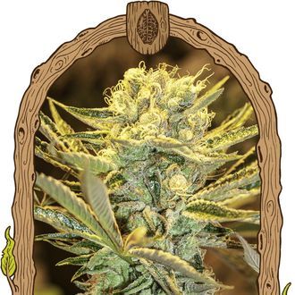 Hippieberry (Exotic Seed) Feminiseret