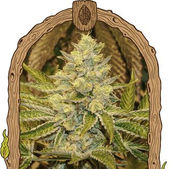 Exotic Animal (Exotic Seed) feminiserede