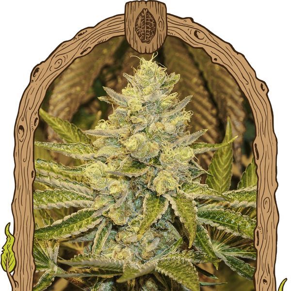 Exotic Animal (Exotic Seed) Feminiseret