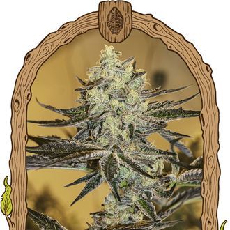 Malasa&ntilde;a Gelato (Exotic Seed) Feminiserede