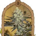 Malasaña Gelato (Exotic Seed) Feminiserede