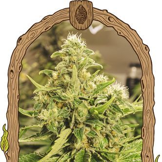 Exotic Pure CBG (Exotic Seed) feminiserede cannabisfr&oslash;