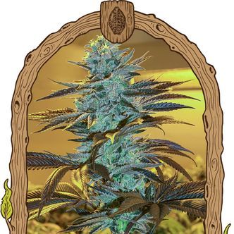 Purple Monkey Auto (Exotic Seeds) feminiserede cannabisfr&oslash;