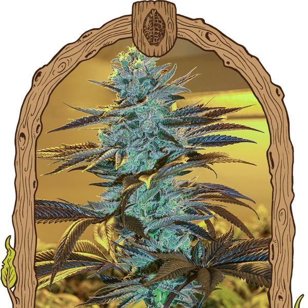 Purple Monkey Auto (Exotic Seed) Feminiserede