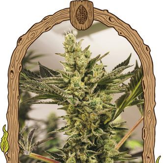 Banana Mash Auto (Exotic Seed) feminiserede