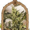 Banana Mash Auto (Exotic Seed) Feminiserede
