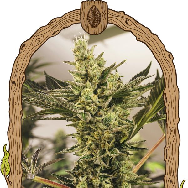 Banana Mash Auto (Exotic Seed) Feminiserede