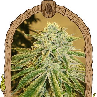 White Banana Auto (Exotic Seed) Feminiserede