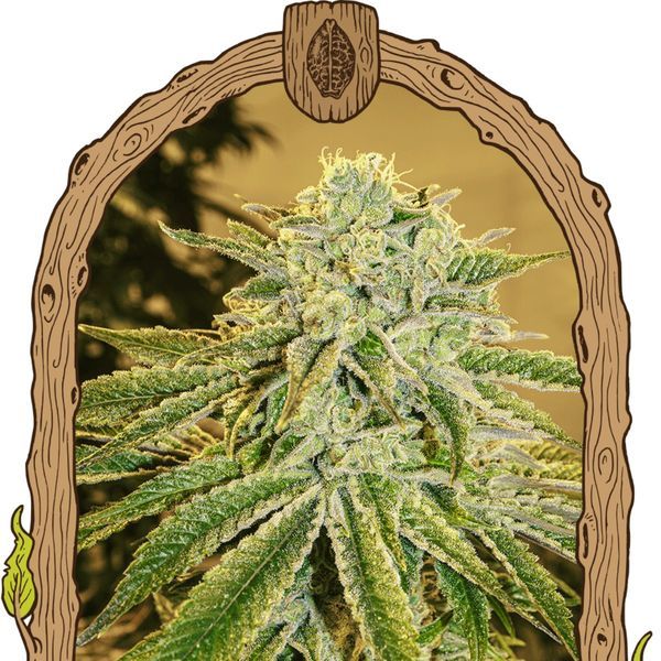 White Banana Auto (Exotic Seed) Feminiserede