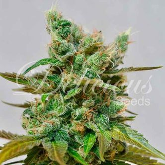 Honeybells (Delicious Seeds) feminiserede