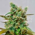 Honeybells (Delicious Seeds) Feminisering