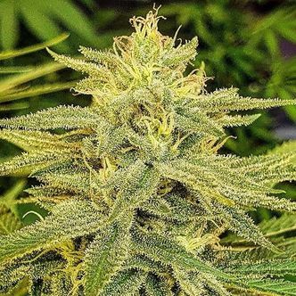 Lord Kush (Delicious Seeds) feminiserede cannabisfr&oslash;