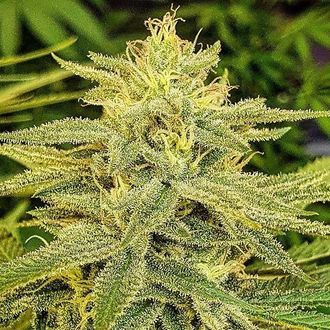 Lord Kush (Delicious Seeds) Feminiserede