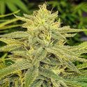 Lord Kush (Delicious Seeds) Feminiserede
