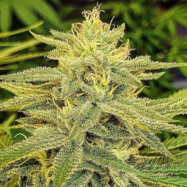Lord Kush (Delicious Seeds) Feminiserede