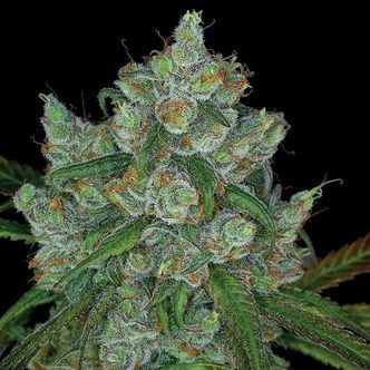 Bruce Banner 3 (Anesia Seeds) feminiserede cannabisfr&oslash;