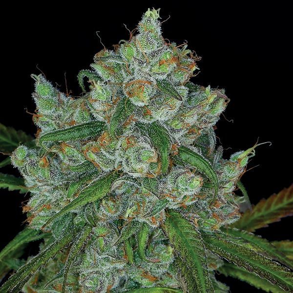 Bruce Banner 3 (Anesia Seeds) Feminiserede