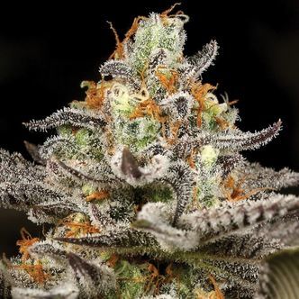 Sleepy Joe (Anesia Seeds) feminiserede