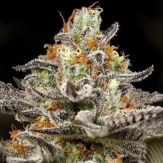 Sleepy Joe (Anesia Seeds) Feminiserede