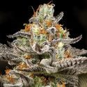 Sleepy Joe (Anesia Seeds) Feminiserede