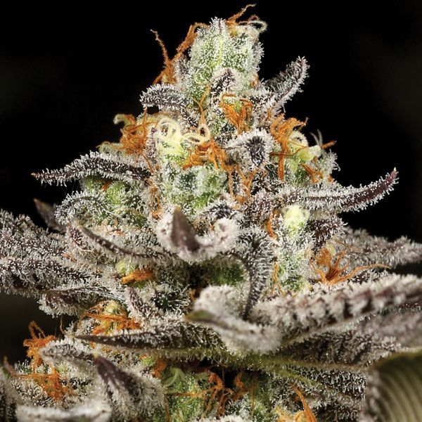 Sleepy Joe (Anesia Seeds) Feminiserede