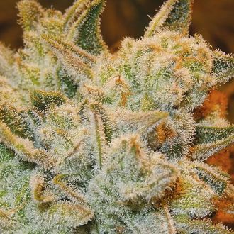 White Runtz (Anesia Seeds) Feminiserede