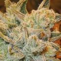 White Runtz (Anesia Seeds) Feminiserede
