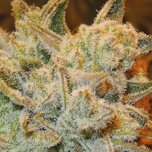 White Runtz (Anesia Seeds) Feminiserede