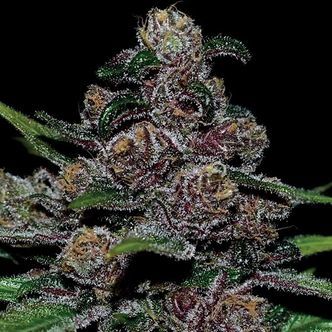Auto Blackberry Moonrocks (Anesia Seeds) feminiserede