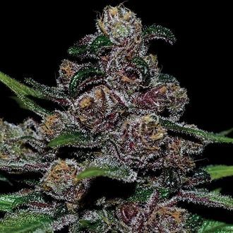 Auto Blackberry Moonrocks (Anesia Seeds) Feminiserede