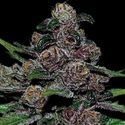 Auto Blackberry Moonrocks (Anesia Seeds) Feminiserede