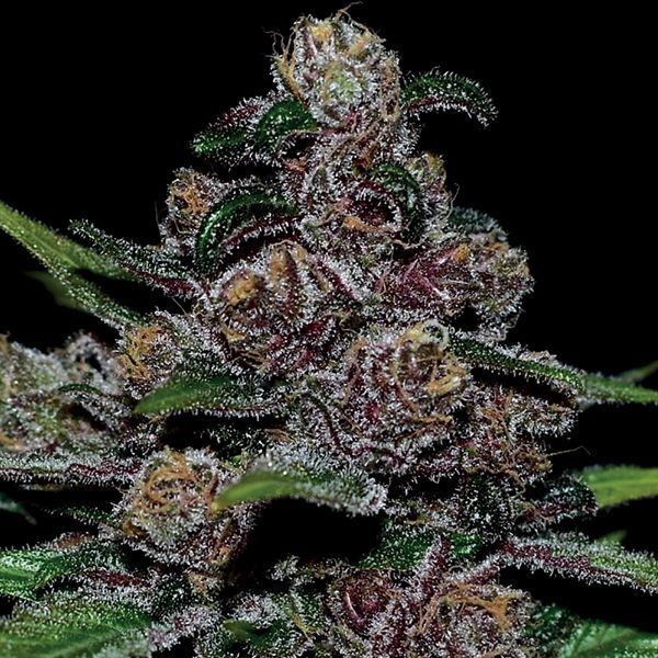 Auto Blackberry Moonrocks (Anesia Seeds) Feminiserede