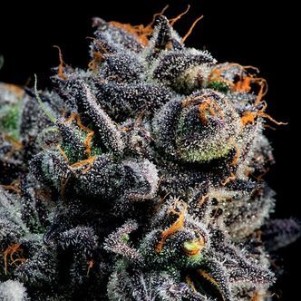 Auto Blueberry Banana (Anesia Seeds) feminiserede
