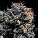 Auto Blueberry Banana (Anesia Seeds) Feminiserede