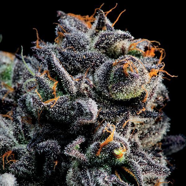 Auto Blueberry Banana (Anesia Seeds) Feminiserede