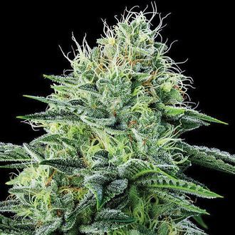 Strawberry Banana Auto (Anesia Seeds) Feminiserede