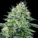 Strawberry Banana Auto (Anesia Seeds) Feminiserede