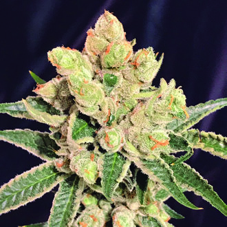 Banana Sherbet (The Kush Brothers) Feminiserede