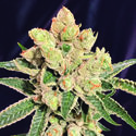 Banana Sherbet (The Kush Brothers) Feminiserede