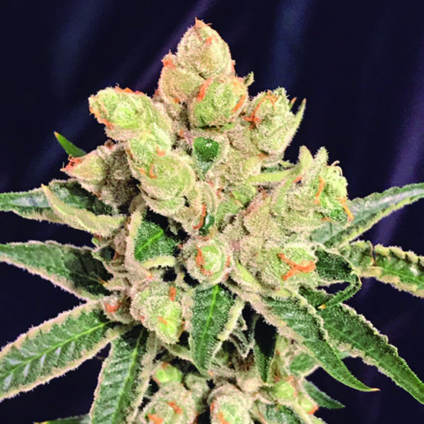 Banana Sherbet (The Kush Brothers) Feminiserede