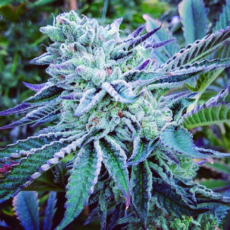 Cheese Cake Cookies (The Kush Brothers) Feminiserede