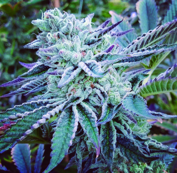 Cheese Cake Cookies (The Kush Brothers) Feminiserede