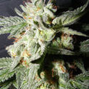 Confidencial Medicine (The Kush Brothers) Feminiserede