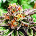 Dosidoss (The Kush Brothers) Feminiserede