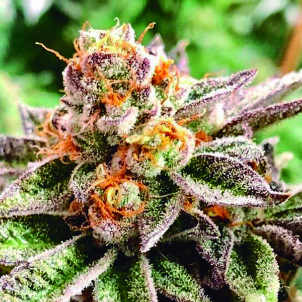 Dosidoss (The Kush Brothers) Feminiserede