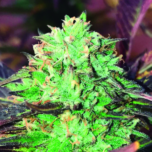Gelato Royal (The Kush Brothers) Feminiserede
